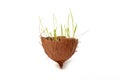 Environmental protection, global environmental problems. Grass grows in coconut Royalty Free Stock Photo