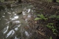 Environmental scene of the inundated rain at the plantation land. Royalty Free Stock Photo