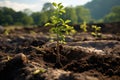 Environmental stewardship A tree being planted to contribute to climate change mitigation