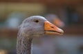 Environmentally friendly farm for growing poultry Goose portrait. Domestic goose. Goose farm. The geese enjoy their Royalty Free Stock Photo