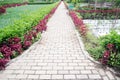Environmentally friendly paving path with healthy plants around it - Environmentally friendly eco-paving. Royalty Free Stock Photo