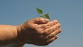 Environmentally friendly sprout. sweet pepper sapling close-up. ecologically clean planet. young sprout in hands of the Royalty Free Stock Photo