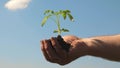 Environmentally friendly sprout. tomato seedling in hands closup. environmentally friendly planet. young sprout in hands Royalty Free Stock Photo