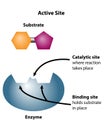 Enzyme Catalyst Active Site for Binding Reactants Royalty Free Stock Photo