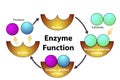 Enzyme function cycle diagram isolated