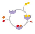 Enzyme function. Macromolecular biological catalysts.