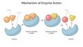 Enzyme Function and Substrate Interaction Diagram