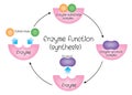 Enzyme function synthesis Royalty Free Stock Photo