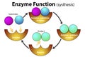 Enzyme function for synthesis process Royalty Free Stock Photo