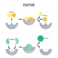 Enzyme function Royalty Free Stock Photo