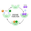 Enzyme function. vector diagram for medical, educational and scientific use.