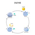 Enzyme. Process of activation. Activator, substrate, product, enzyme-product complex and enzyme-substrate complex