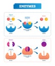 Enzyme vector illustration. Labeled cycle and diagram with catalysts. Royalty Free Stock Photo