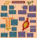 Enzyme vs Hormone - Enzymes are almost always proteins, and hormones are not always proteins