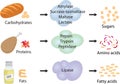 Enzymes braking down food into nutrients.