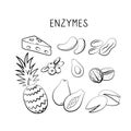 Enzymes-containing food. Groups of healthy products containing vitamins and minerals. Set of fruits, vegetables, meats