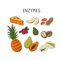 Enzymes-containing food. Groups of healthy products containing vitamins and minerals. Set of fruits, vegetables, meats