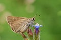 Eogenes alcides butterfly on flower , butterflies of Iran Royalty Free Stock Photo