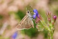 Eogenes alcides butterfly on flower , butterflies of Iran Royalty Free Stock Photo