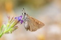 Eogenes alcides butterfly on flower , butterflies of Iran Royalty Free Stock Photo