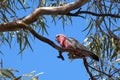 Eolophus roseicapilla or galah perched in gumtree Royalty Free Stock Photo