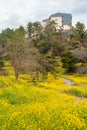 Eongdeongmul Valley canola flower field at spring in Jeju island, Korea