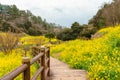 Eongdeongmul Valley canola flower field at spring in Jeju island, Korea