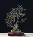 Eonymus bonsai in spring