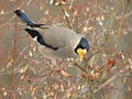 Eophona personata (Japanese Grosbeak) at Hida Folk Village, Takayama, Japan