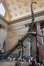 eople at the Theodore Roosevelt Rotunda in the American Museum of Natural History, looking at the Barosaurus skeleton, in New York