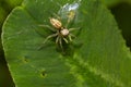 A small spider walking on a green leaf Royalty Free Stock Photo