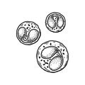 Eosinophil leukocyte white blood cells isolated on white background. Hand drawn scientific microbiology vector illustration in