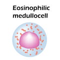 Eosinophil structure. Eosinophil blood cells. White blood cells. leukocytes Medullocell. Infographics. Vector