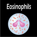 Eosinophil structure. Eosinophil blood cells. White blood cells. leukocytes. Infographics. Vector illustration on