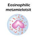 Eosinophil structure. Eosinophil blood cells. White blood cells. Metamyelocytes leukocytes. Infographics. Vector