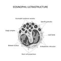 Eosinophil ultrastructure (black and white) Royalty Free Stock Photo