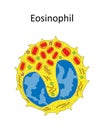 EOSINOPHIL ULTRASTRUCTURE Royalty Free Stock Photo