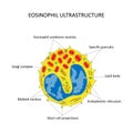 EOSINOPHIL ULTRASTRUCTURE Royalty Free Stock Photo