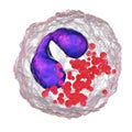 Eosinophil, a white blood cell