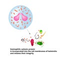 Eosinophilic cationic protein is incorporated into the membranes of helminth cells and disrupts their integrity