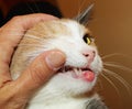 Eosinophilic granuloma in cats with allergies