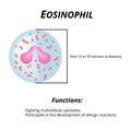 Eosinophils are a blood cell. Eosinophil functions. Vector illustration on isolated background