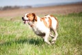 Epagneul breton dog on the run