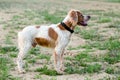 Epagneul Breton, spaniel breton, Brittany Spaniel, Bretonischer Royalty Free Stock Photo