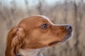 Epagneul Breton, spaniel breton, Brittany Spaniel, Bretonischer Spaniel hunting dog purebred Epagneul Breton looking at the