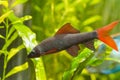 Epalzeorhynchos frenatus, freshwater cleaner fish, nature aquarium, closeup nature photo Royalty Free Stock Photo