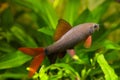 Epalzeorhynchos frenatus, freshwater fish, nature aquarium, closeup nature photo Royalty Free Stock Photo