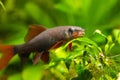 Epalzeorhynchos frenatus, freshwater cleaner fish, nature aquarium, closeup nature photo Royalty Free Stock Photo