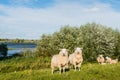 Eparmarked sheep on a sunny day at the end of the summer season Royalty Free Stock Photo