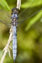 Epaulet Skimmer (Orthetrum chrysostigma) Royalty Free Stock Photo